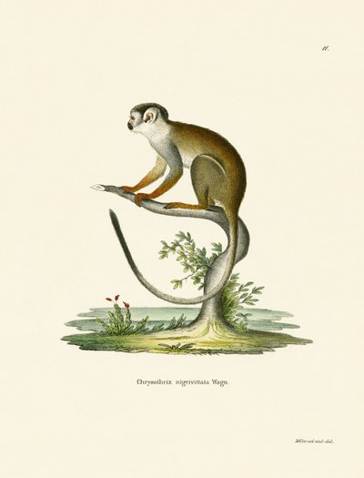 Macaco Esquilo (gravura colorida) de German School