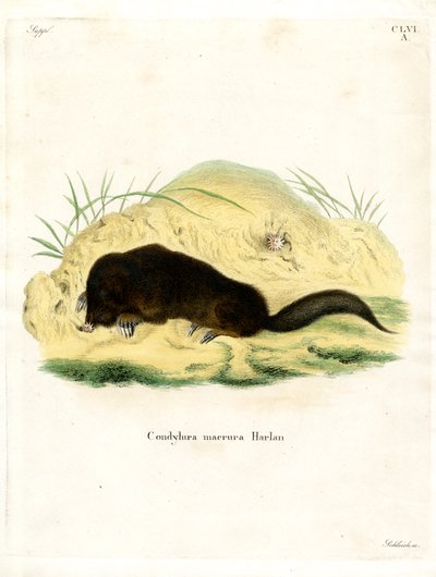 Mole de nariz estrelado (gravação a cores) de German School
