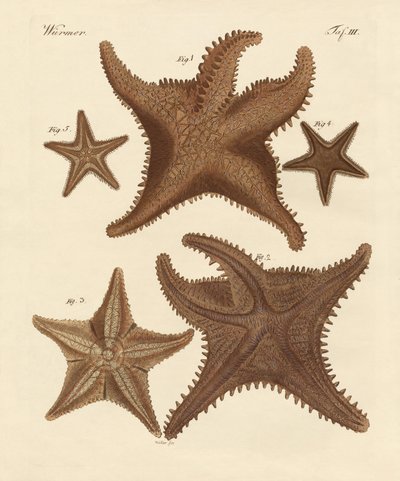Estrelas do mar de German School