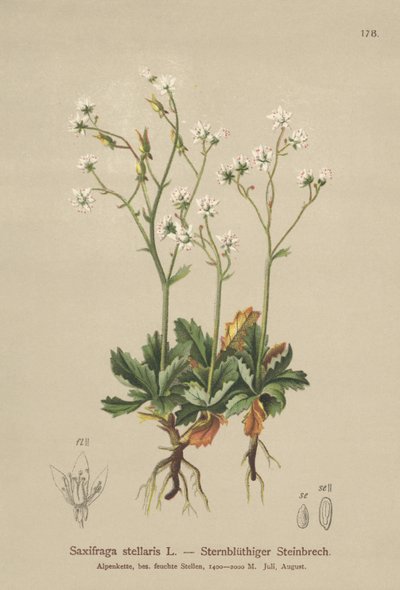 Saxifraga Estrelada (Saxifraga stellaris) de German School