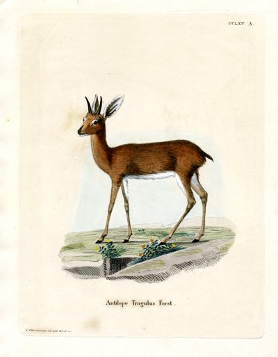 Steenbok (gravação a cores) de German School