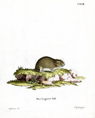 Estepe Lemming (gravação a cores) de German School