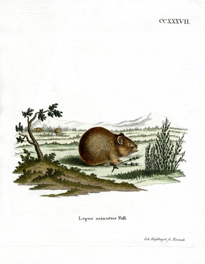 Estepe Pika (gravação a cores) de German School