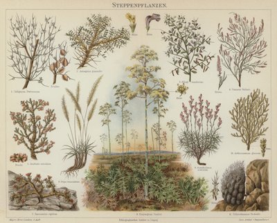 Plantas estepárias (cor litho) de German School