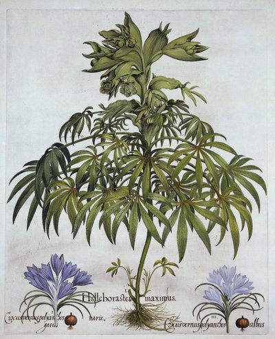 Hellebore fedorento, e dois tipos de Crocus, de Hortus Eystettensis, por Basil Besler (1561-1629), bar. 1613 (gravura colorida à mão) de German School