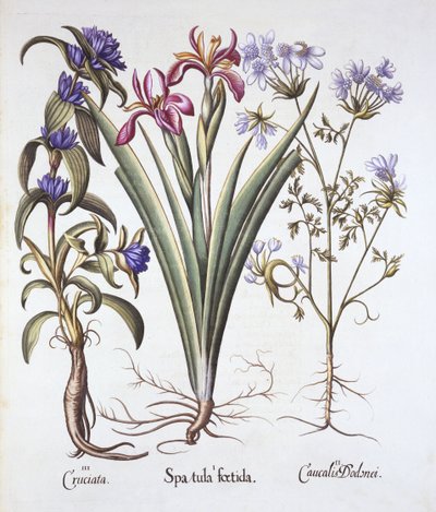 Íris fedorenta, Orlaya e Genciana Crosswort, de Hortus Eystettensis, de Basil Besler (1561-1629), pub. 1613 (gravura colorida à mão) de German School