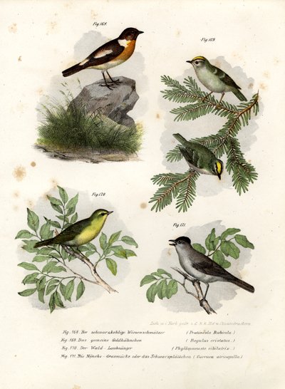Cartaxo, 1864 de German School