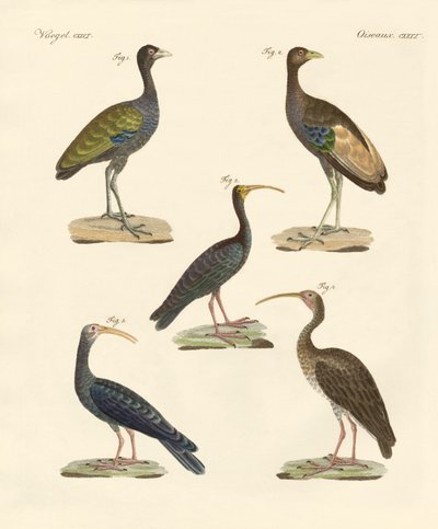 Estranhas aves brasileiras (gravura colorida) de German School
