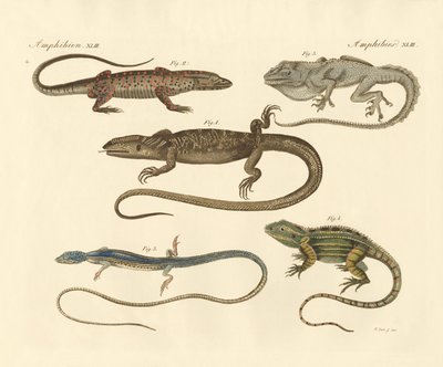 Estranhos anfíbios (gravura colorida) de German School