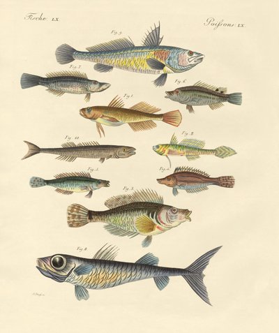 Peixes estranhos e bonitos (gravura colorida) de German School