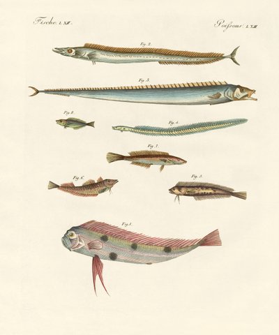 Peixe estranho e bonito de German School