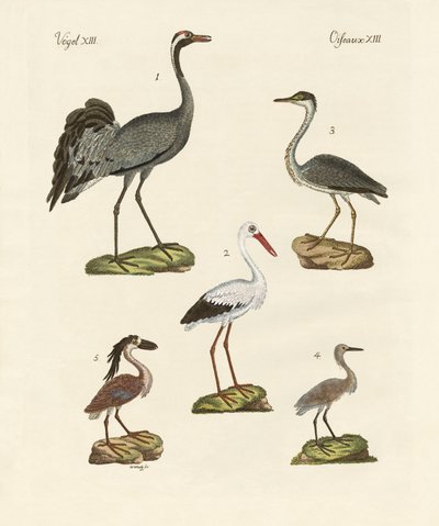 Aves de praia estranhas de German School