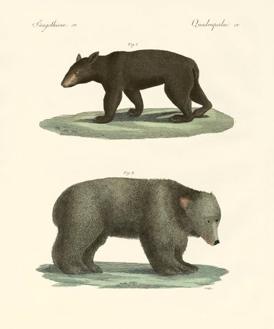 Ursos estranhos (gravura colorida) de German School