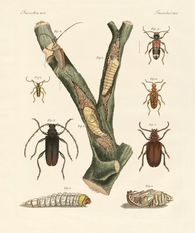 Escaravelhos estranhos (gravura colorida) de German School