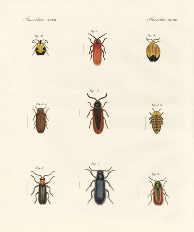 Escaravelhos estranhos (gravura colorida) de German School