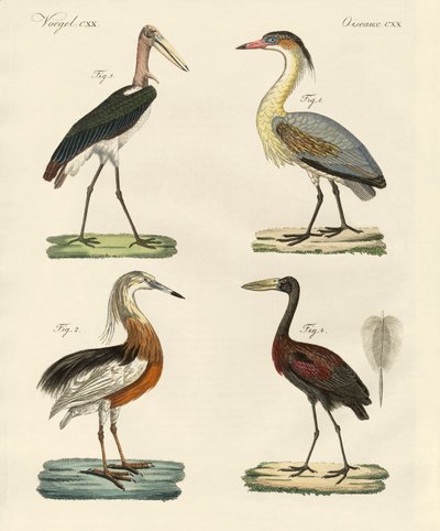 Aves estranhas (gravura colorida) de German School