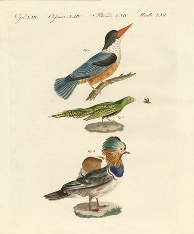 Aves estranhas (gravura colorida) de German School