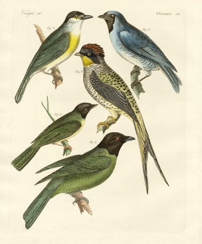 Aves estranhas (gravura colorida) de German School