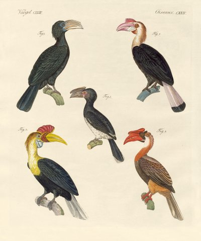 Aves estranhas (gravura colorida) de German School