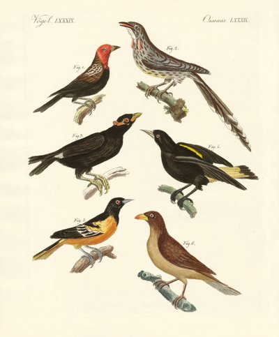 Aves estranhas (gravura colorida) de German School
