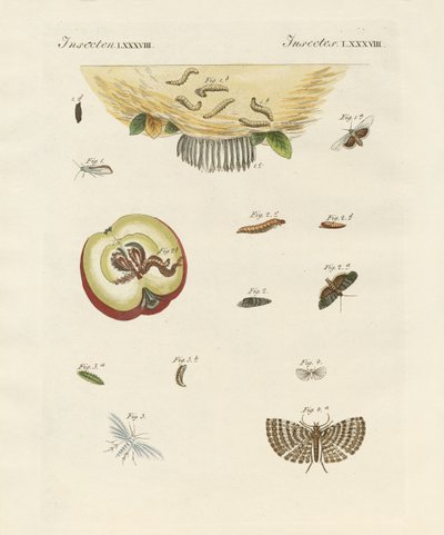 Borboletas estranhas (gravura colorida) de German School