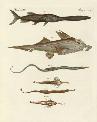 Peixes cartilaginosos estranhos (gravura colorida) de German School