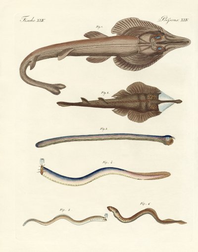 Peixes cartilaginosos estranhos (gravura colorida) de German School