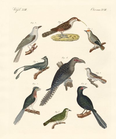 Estranhas aves trepadeiras (gravura colorida) de German School