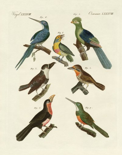 Estranhas aves trepadeiras (gravura colorida) de German School