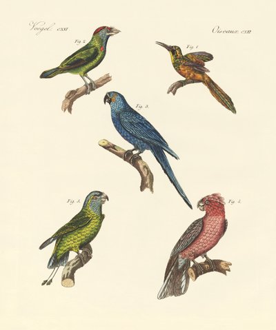 Estranhas aves trepadeiras (gravura colorida) de German School