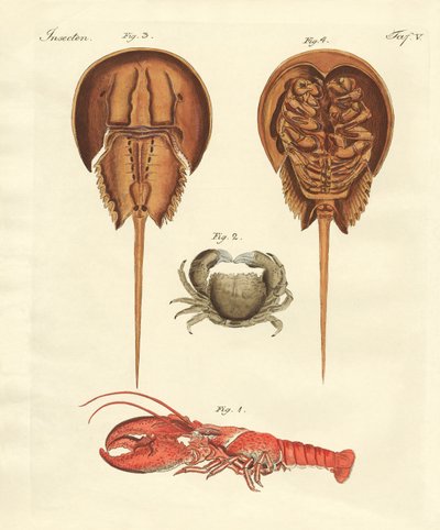 Caranguejos estranhos de German School