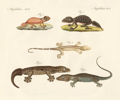 Estranhos dinossauros (gravura colorida) de German School