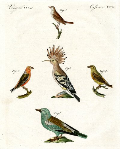 Aves domésticas estranhas de German School