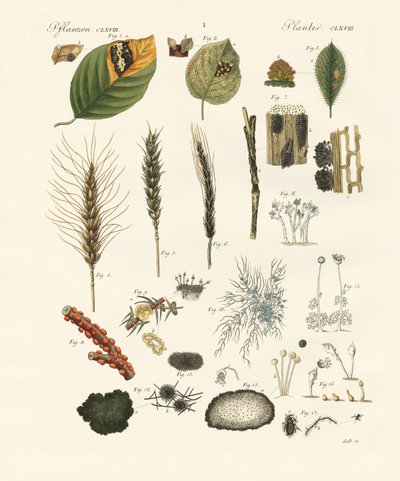 Estranhas poeiras e fungos de fio (gravação colorida) de German School