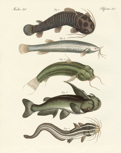 Peixe estranho (gravura colorida) de German School