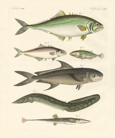 Peixe estranho (gravura colorida) de German School