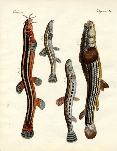 Peixe estranho (gravura colorida) de German School