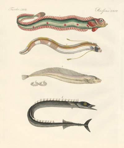 Peixe estranho (gravura colorida) de German School