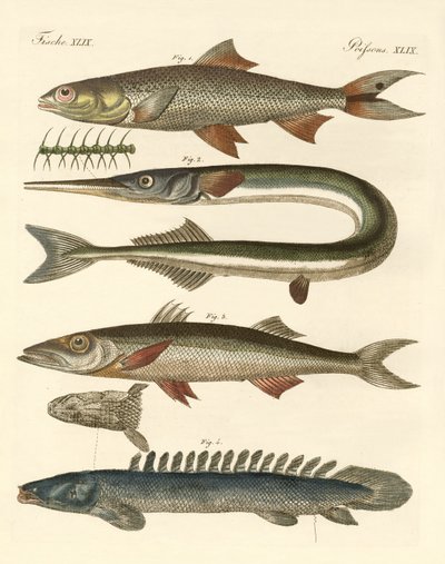 Peixe estranho (gravura colorida) de German School