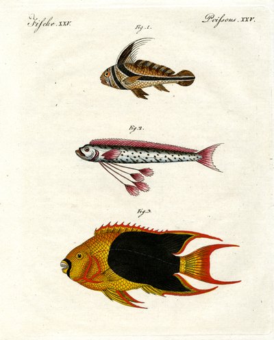 Peixe estranho de German School