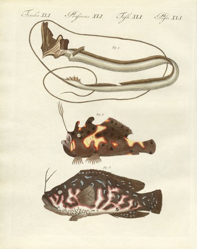 Peixe estranho de German School