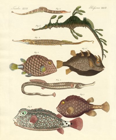 Peixe estranho de German School