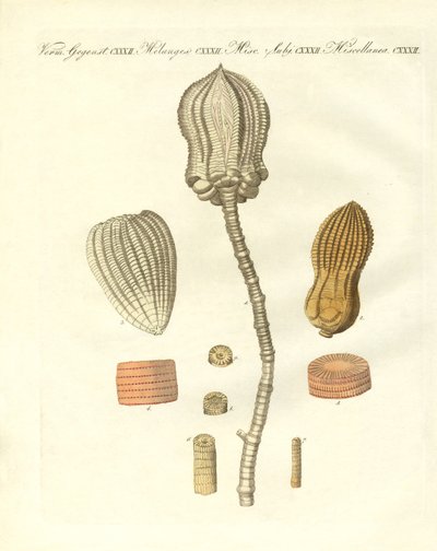 Estranhas fossilizações (gravura colorida) de German School