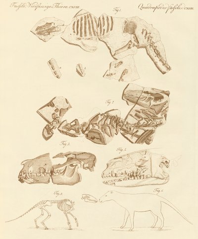Fósseis estranhos de animais com quatro pés (gravura colorida) de German School