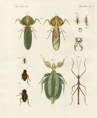Insectos estranhos (gravura colorida) de German School