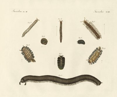 Insectos estranhos (gravura colorida) de German School