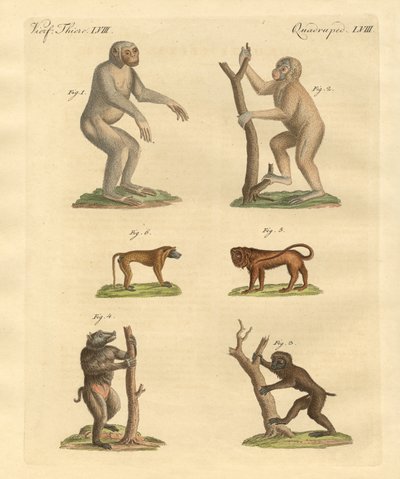Tipos estranhos de macacos de German School