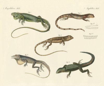 Lagartos estranhos (gravura colorida) de German School