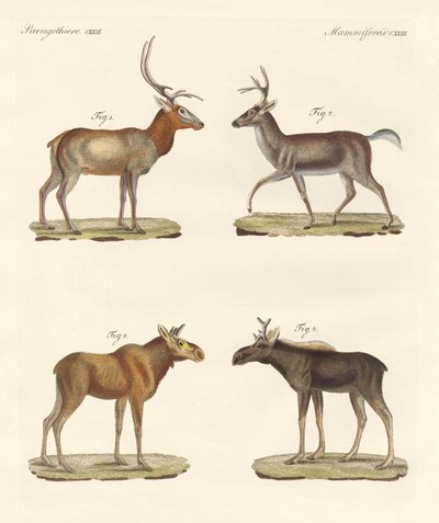 Mamíferos estranhos (gravura colorida) de German School