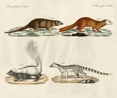 Mamíferos estranhos (gravura colorida) de German School